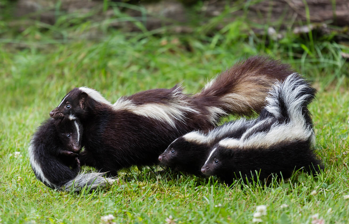 jellycat skunk